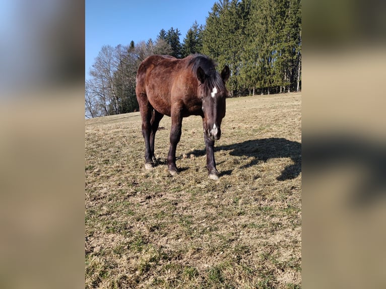 Noriker Hongre 3 Ans 163 cm Noir in Apfeldorf