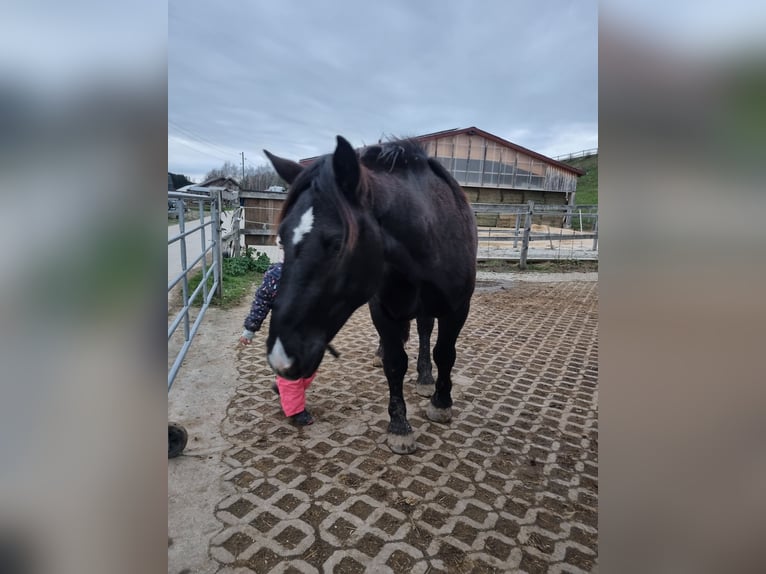 Noriker Hongre 3 Ans 163 cm Noir in Apfeldorf