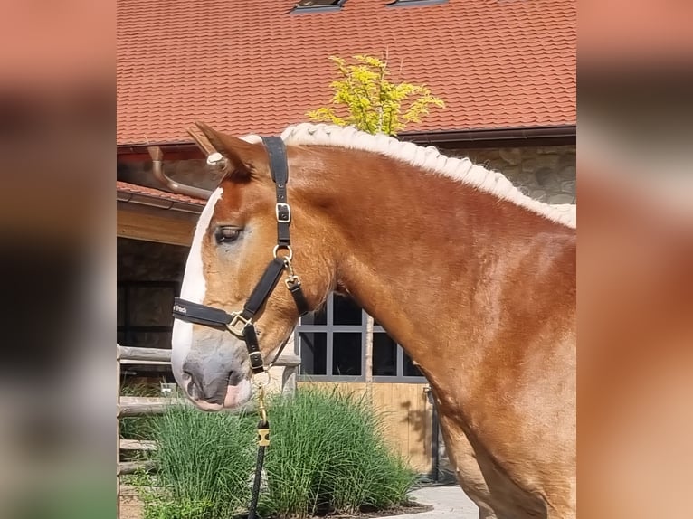 Noriker Hongre 3 Ans 166 cm Alezan brûlé in Neusäß