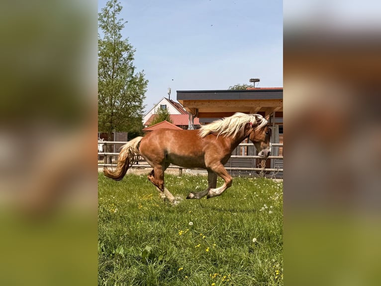 Noriker Hongre 3 Ans 166 cm Alezan brûlé in Neusäß