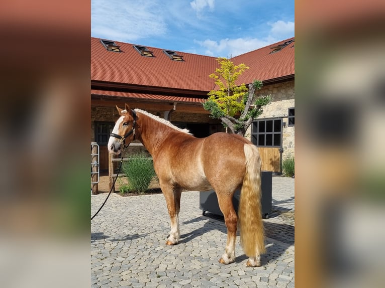 Noriker Hongre 3 Ans 166 cm Alezan brûlé in Neusäß