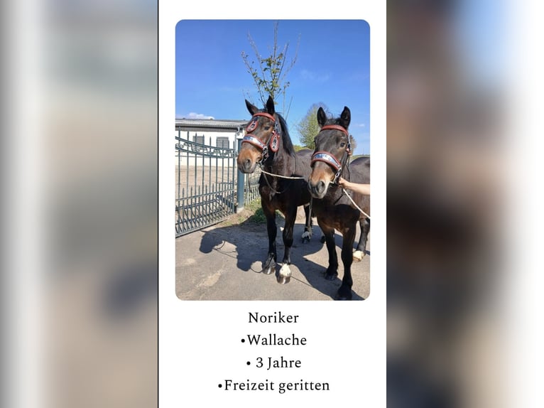 Noriker Hongre 3 Ans Bai in Nettersheim