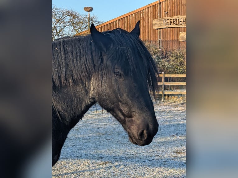 Noriker Hongre 3 Ans Gris noir in Brieselang