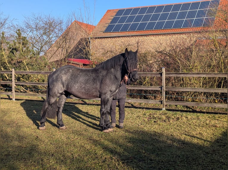 Noriker Hongre 3 Ans Gris noir in Brieselang