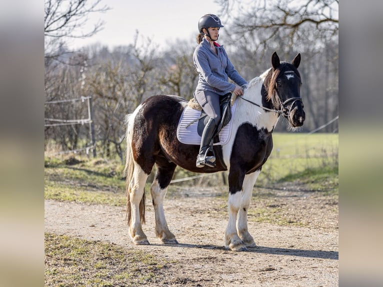 Noriker Hongre 4 Ans 152 cm Pinto in Kraiburg am Inn