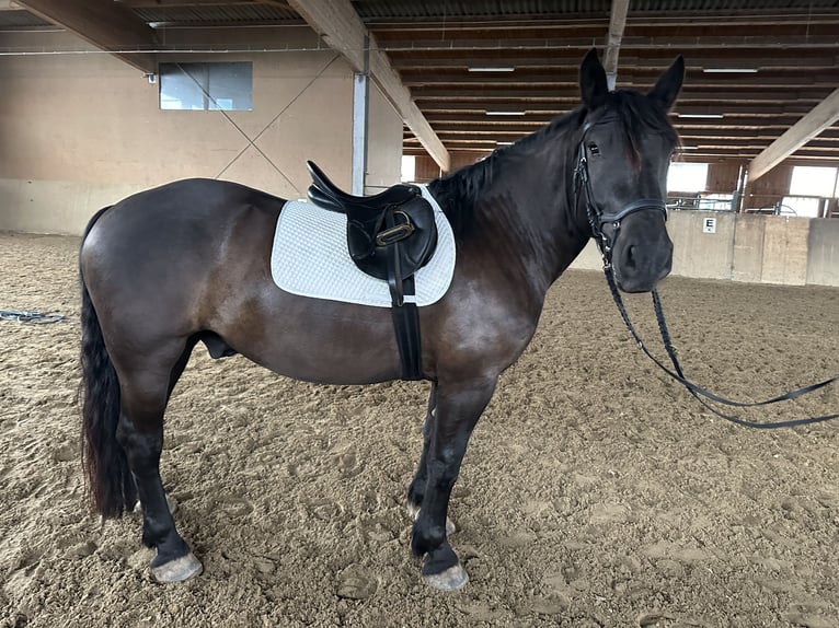 Noriker Hongre 4 Ans 157 cm Noir in Weilheim