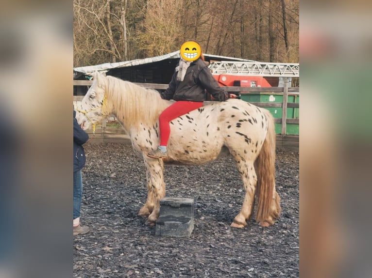 Noriker Hongre 4 Ans 160 cm Léopard in Drohnecken