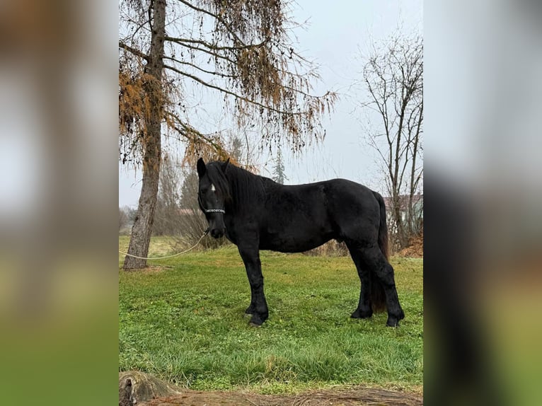 Noriker Hongre 4 Ans 160 cm Noir in Achstetten