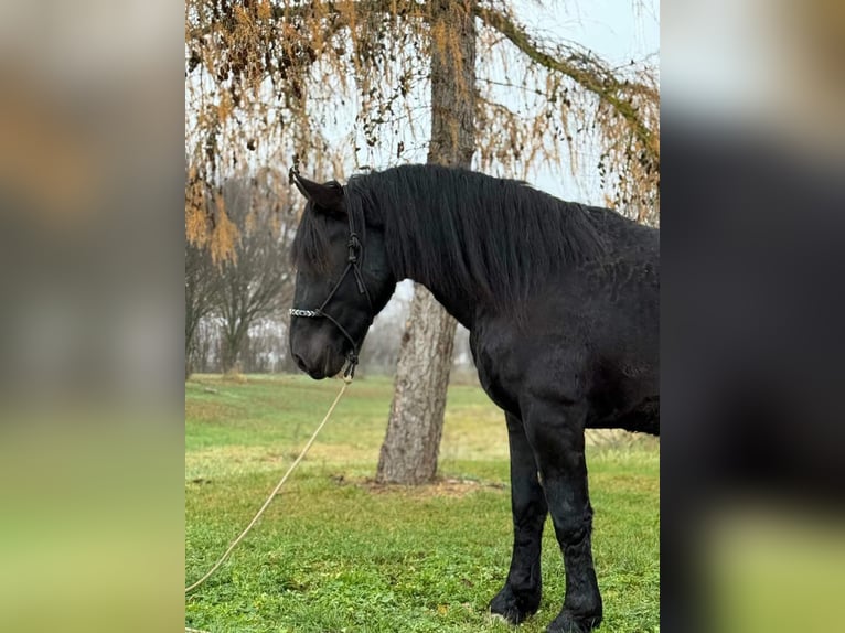 Noriker Hongre 4 Ans 160 cm Noir in Achstetten