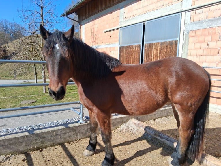 Noriker Hongre 4 Ans 162 cm Bai in Andorf