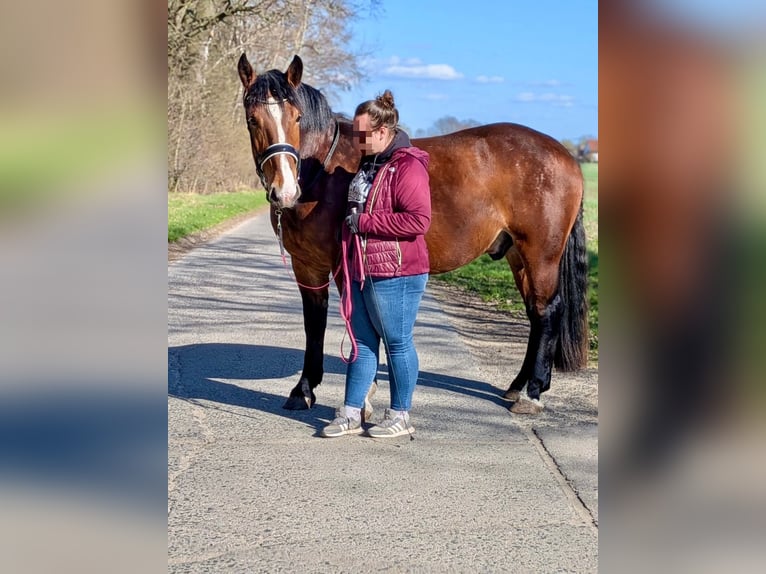 Noriker Hongre 4 Ans 163 cm Bai in Markersdorf