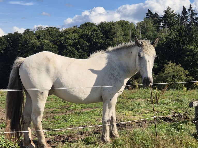 Noriker Hongre 4 Ans 164 cm Gris in Modautal