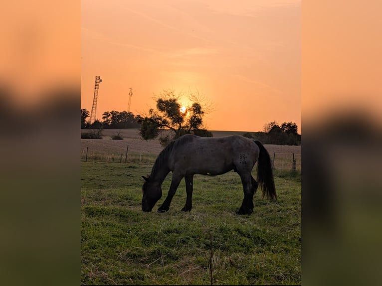 Noriker Hongre 4 Ans 164 cm Rouan bleu in Ottweiler
