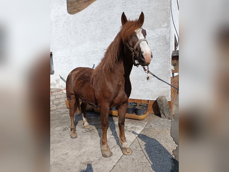 Noriker Hongre 4 Ans 165 cm Alezan in Bad Kötzting