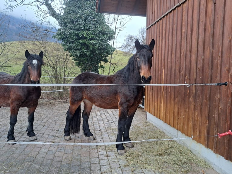 Noriker Hongre 4 Ans 165 cm Bai in Bernau am Chiemsee