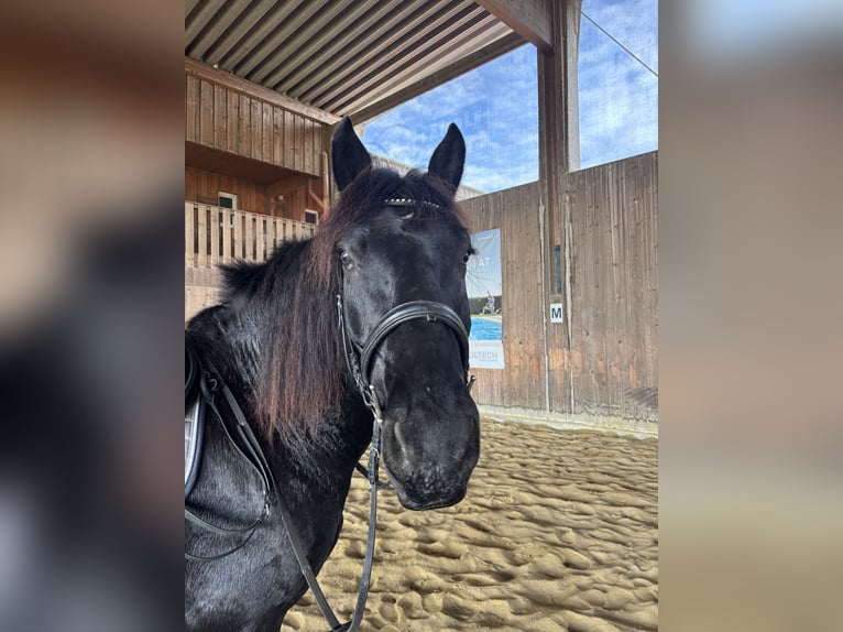 Noriker Hongre 4 Ans 165 cm Noir in Hard