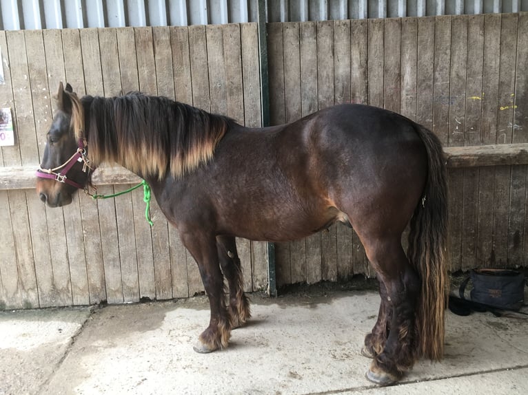 Noriker Croisé Hongre 5 Ans 157 cm Alezan brûlé in Simmerath