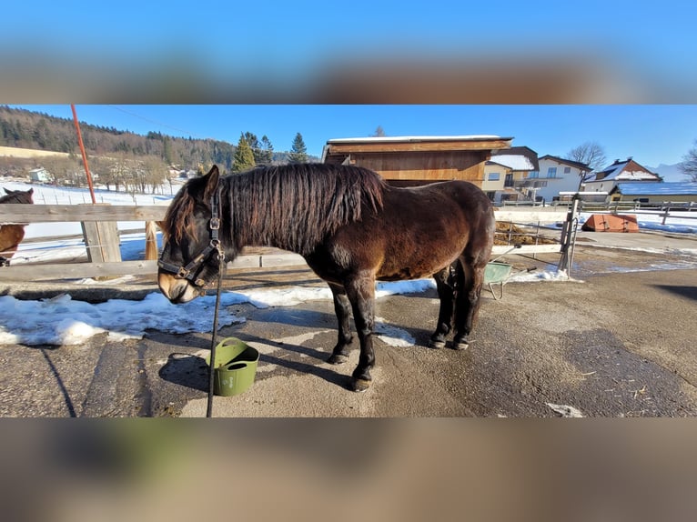 Noriker Hongre 5 Ans 161 cm Bai brun in Thalgau