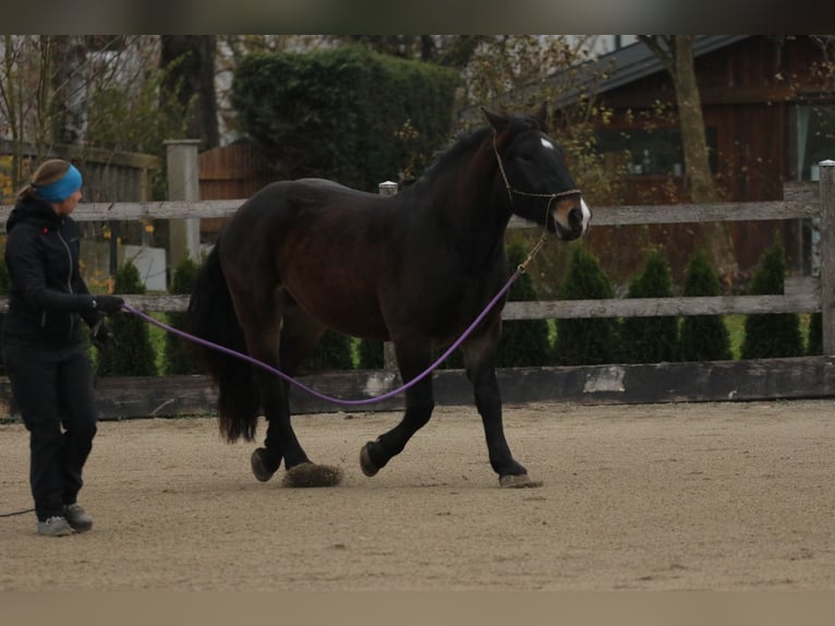 Noriker Hongre 5 Ans 161 cm Bai brun in Thalgau