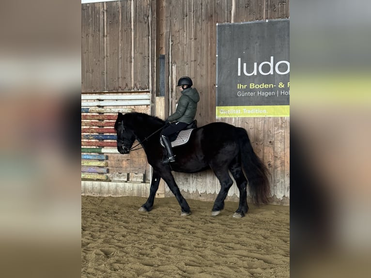 Noriker Hongre 5 Ans 165 cm Noir in Hard