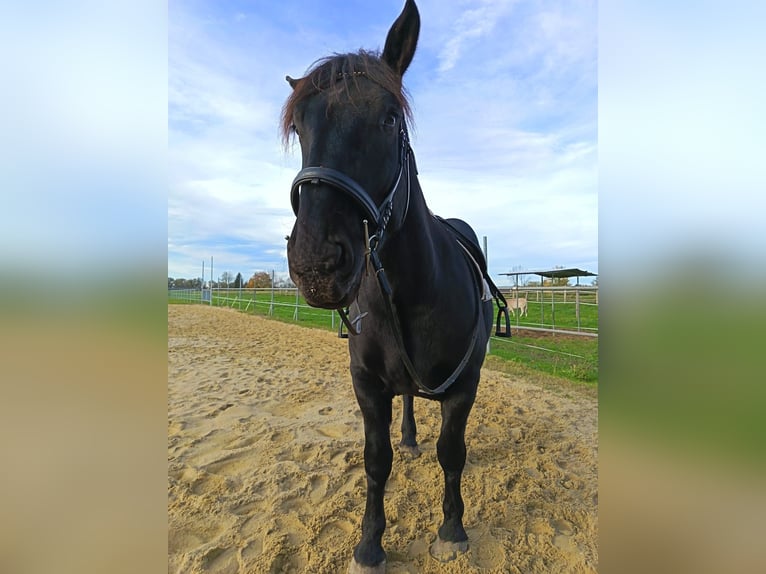 Noriker Hongre 5 Ans 165 cm Noir in Hard