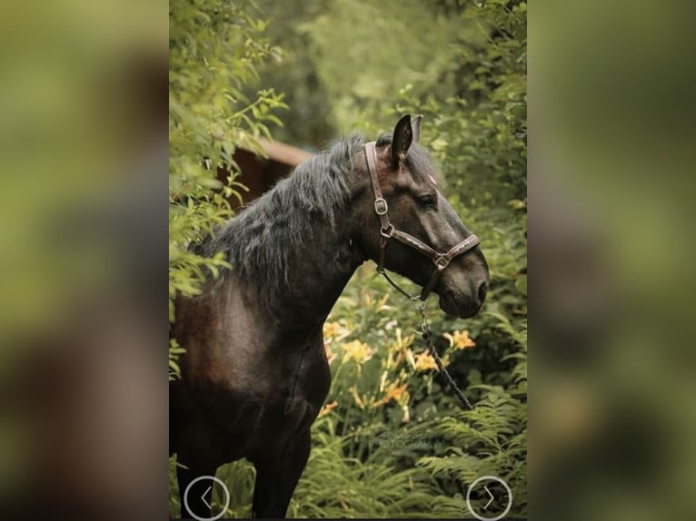 Noriker Hongre 5 Ans 165 cm Noir in Liebensdorf