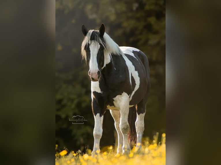 Noriker Croisé Hongre 5 Ans 165 cm Pinto in SelbSelb