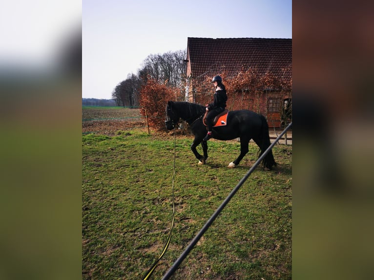 Noriker Hongre 5 Ans 168 cm Noir in Warendorf