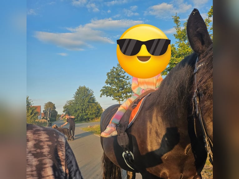 Noriker Hongre 5 Ans 168 cm Noir in Warendorf