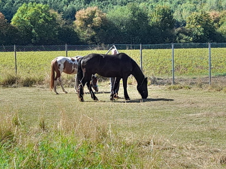 Noriker Hongre 5 Ans 170 cm Noir in Titz