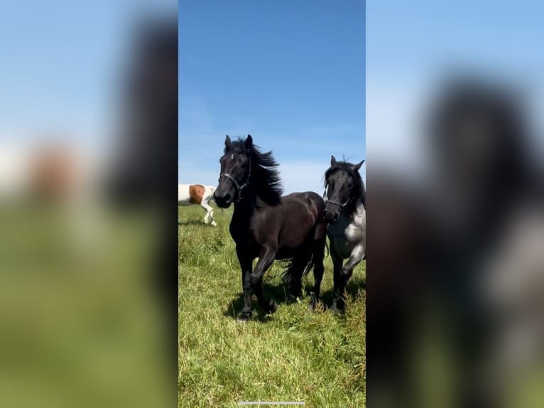 Noriker Hongre 5 Ans 175 cm Noir in Markt Indersdorf