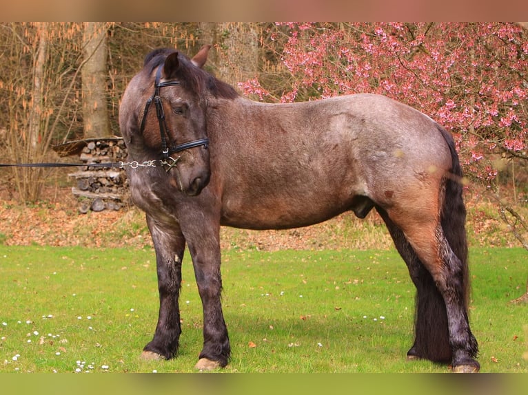 Noriker Hongre 5 Ans 175 cm Rouan Bleu in Safenwil