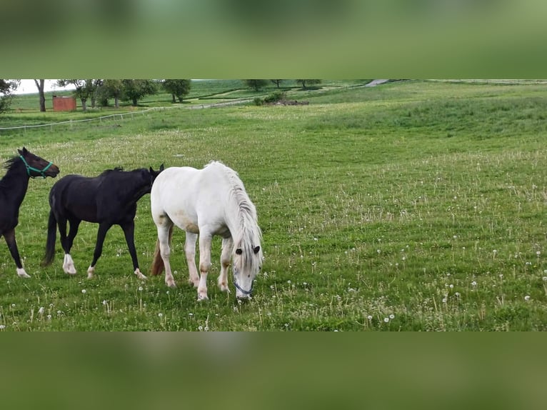 Noriker Hongre 5 Ans Gris in Schrozberg