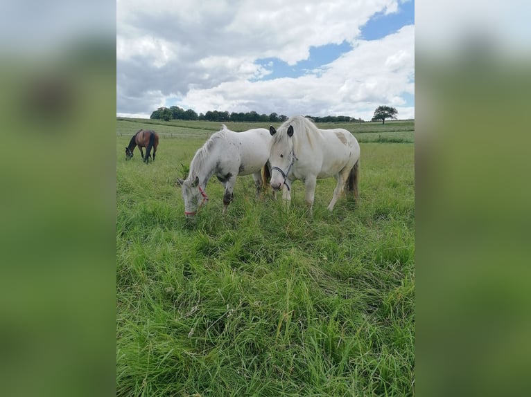 Noriker Hongre 5 Ans Gris in Schrozberg