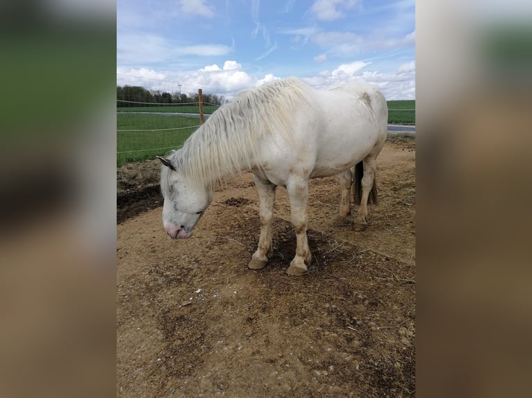 Noriker Hongre 5 Ans Gris in Schrozberg