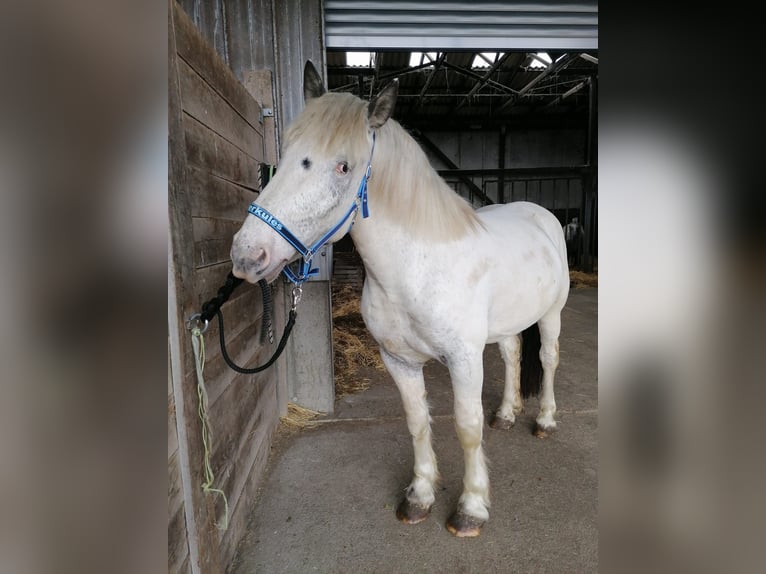 Noriker Hongre 5 Ans Gris in Schrozberg