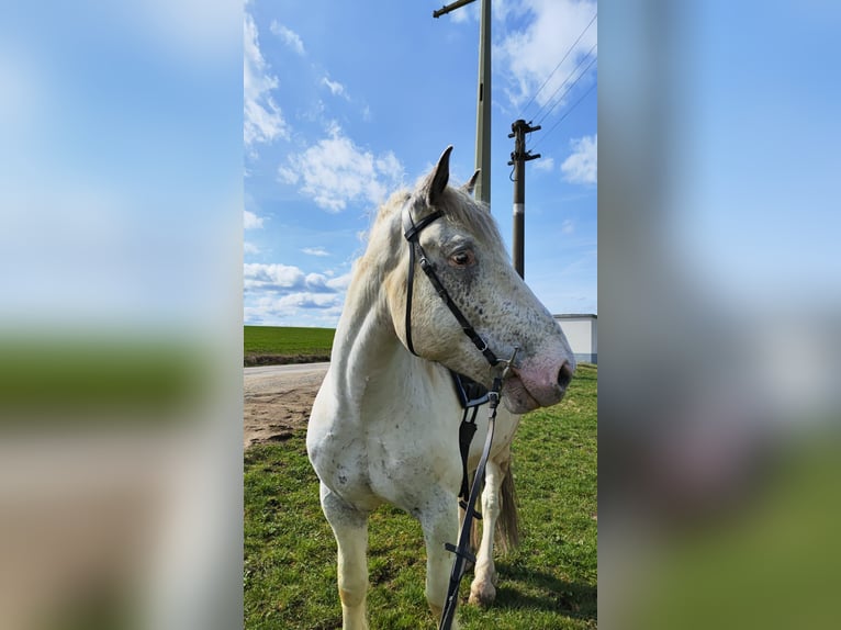 Noriker Hongre 5 Ans Gris in Schrozberg