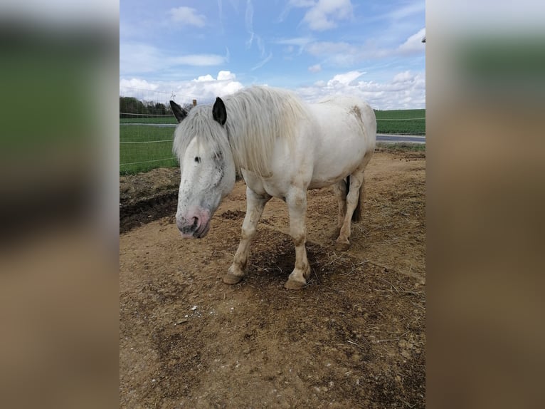 Noriker Hongre 5 Ans Gris in Schrozberg