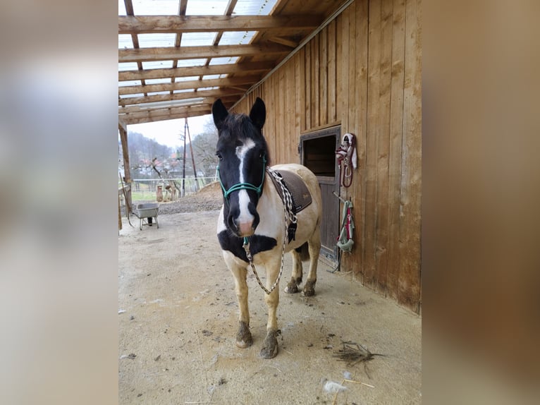 Noriker Croisé Hongre 6 Ans 155 cm Pinto in Markt Hartmannsdorf