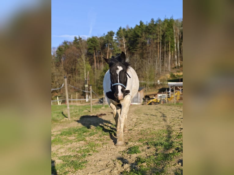 Noriker Croisé Hongre 6 Ans 155 cm Pinto in Markt Hartmannsdorf