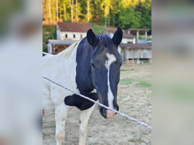 Noriker Croisé Hongre 6 Ans 160 cm Pinto in Eichberg bei Hartmannsdorf