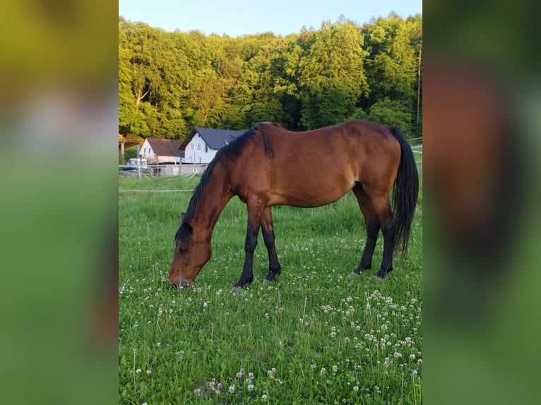 Noriker Croisé Hongre 6 Ans 160 cm Pinto in Eichberg bei Hartmannsdorf