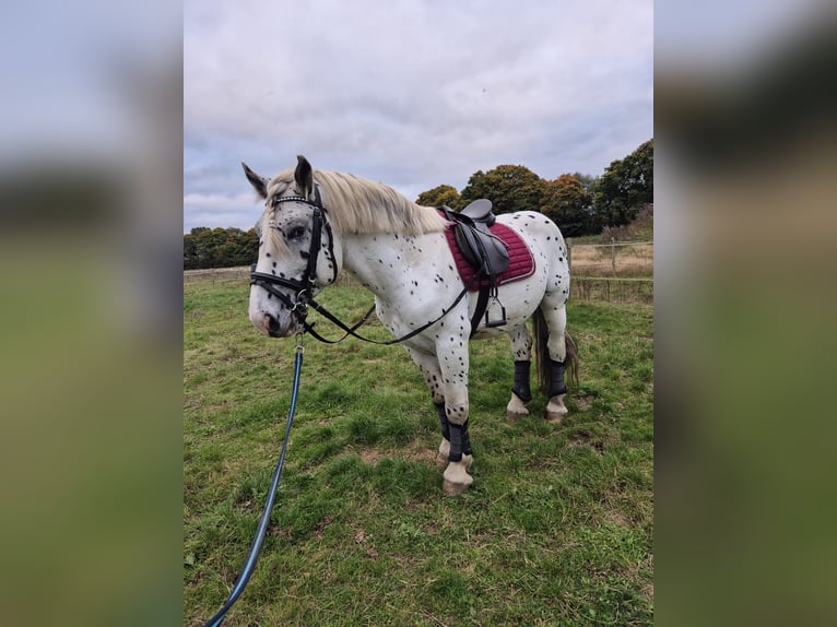 Noriker Hongre 6 Ans 164 cm Léopard in Hardebek