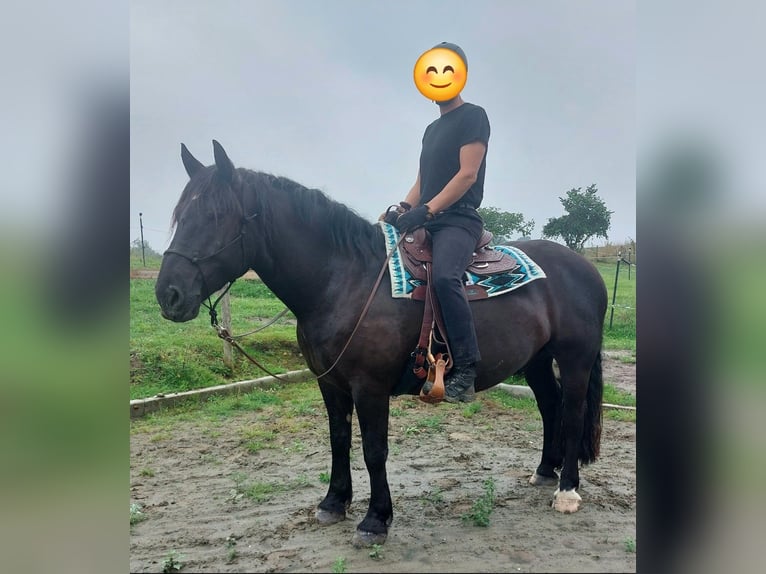 Noriker Hongre 6 Ans 164 cm Noir in Postfeld Noriker Hongre 6 Ans 164 cm Noir in Postfeld