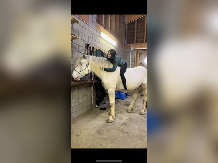 Noriker Hongre 6 Ans 170 cm Léopard in Olmscheid