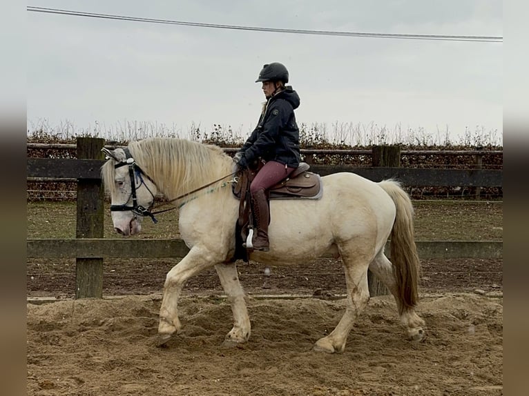 Noriker Hongre 6 Ans 170 cm Léopard in Olmscheid