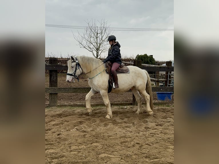 Noriker Hongre 6 Ans 170 cm Léopard in Olmscheid