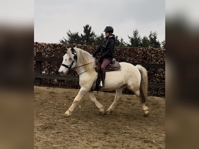 Noriker Hongre 6 Ans 170 cm Léopard in Olmscheid