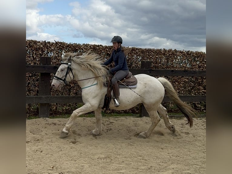 Noriker Hongre 6 Ans 171 cm Gris in Daleiden