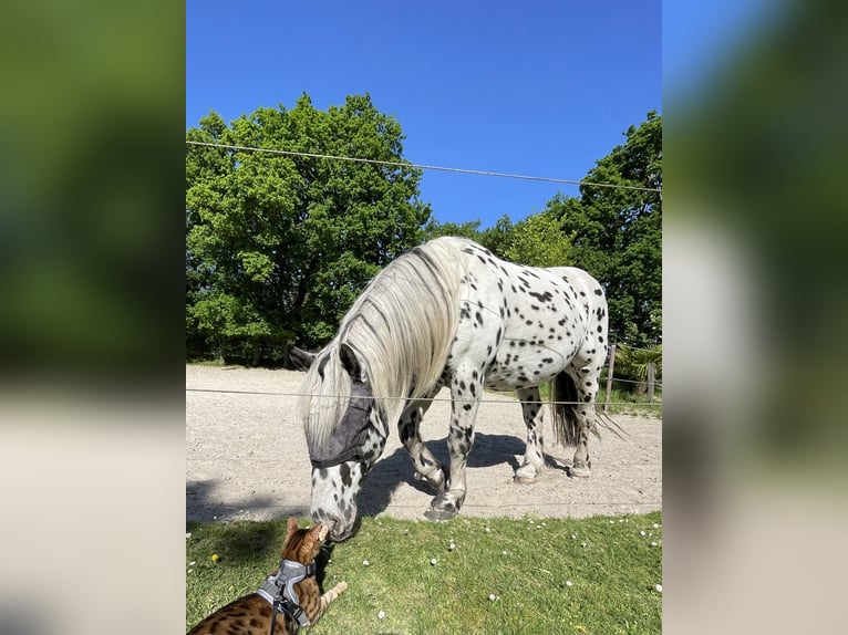 Noriker Hongre 7 Ans 160 cm Léopard in Großefehn